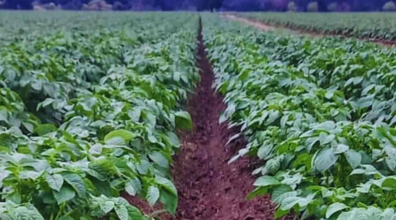 Papa, Biofertilizantes