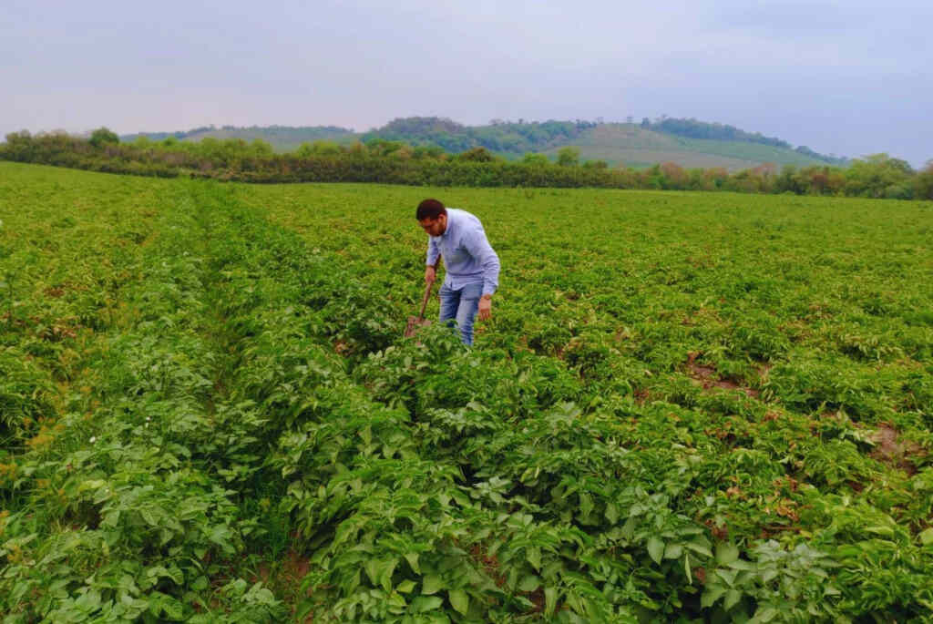 Papa, Biofertilizantes