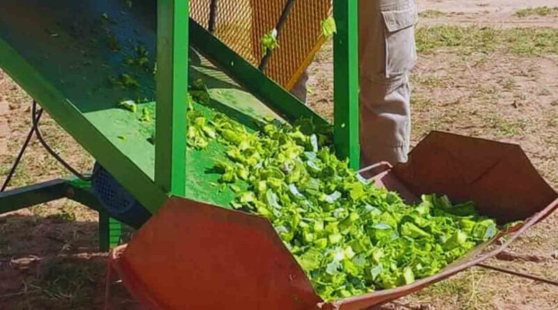 Picadora, forraje, INTA