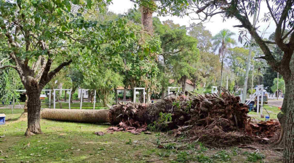 Picudo rojo, palmera, Isla Martín García