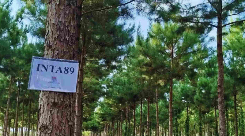 Pinos, INTA