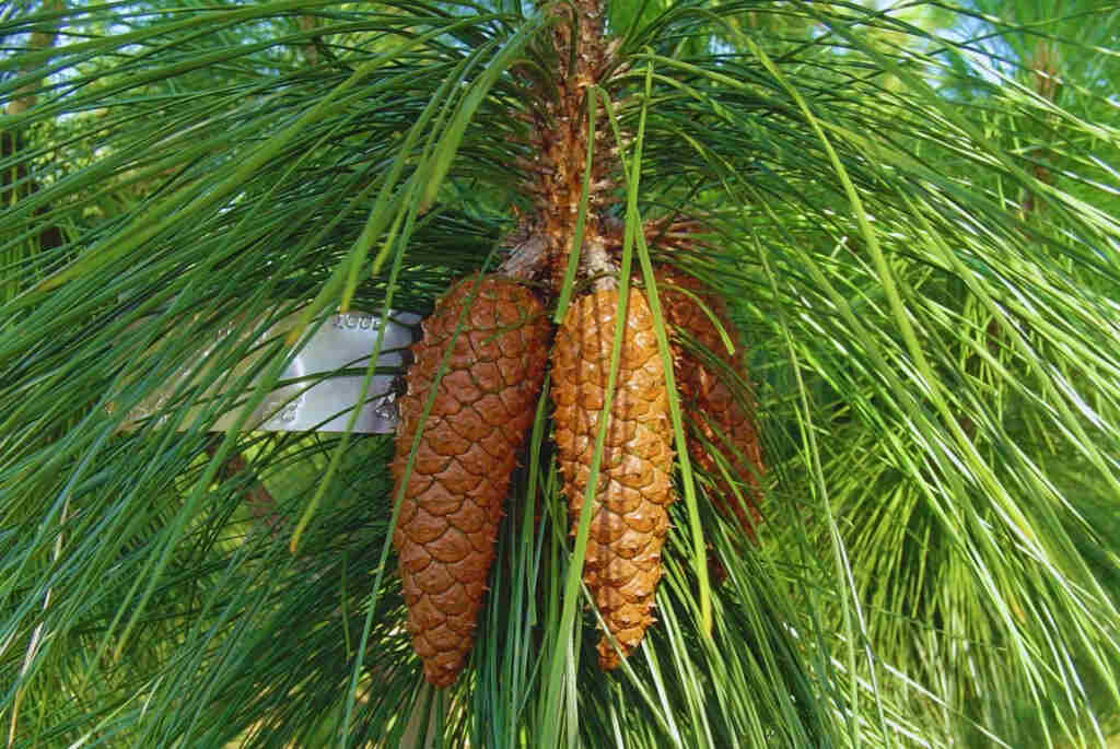 Pinos, INTA