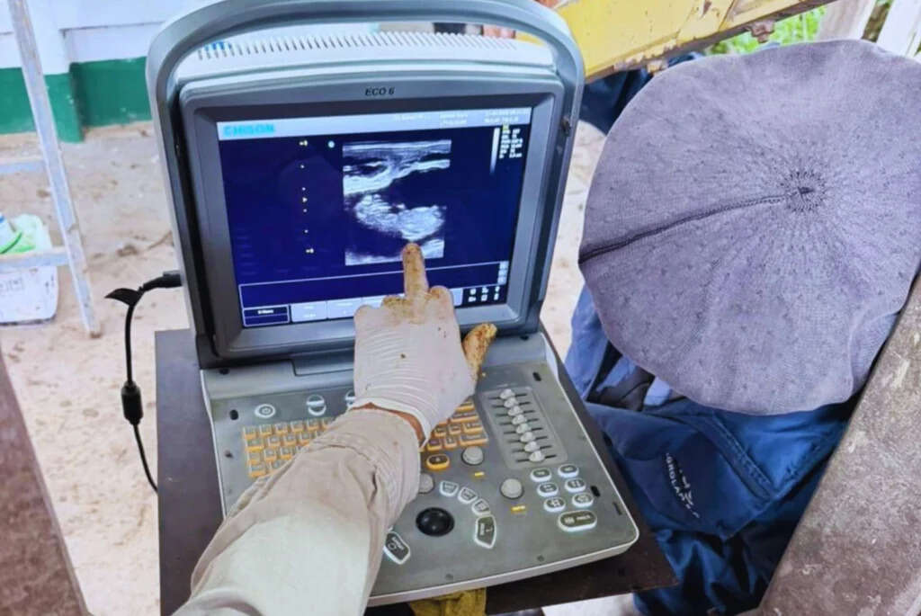 Preñez bovina, ganadería, tecnología