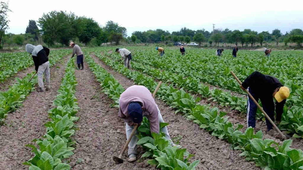 Tabaco, trabajadores, trabajo