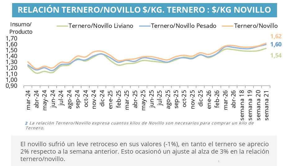 Ternero, Novillo