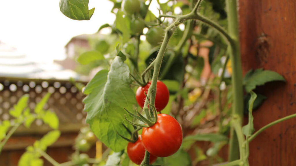 Tomate
