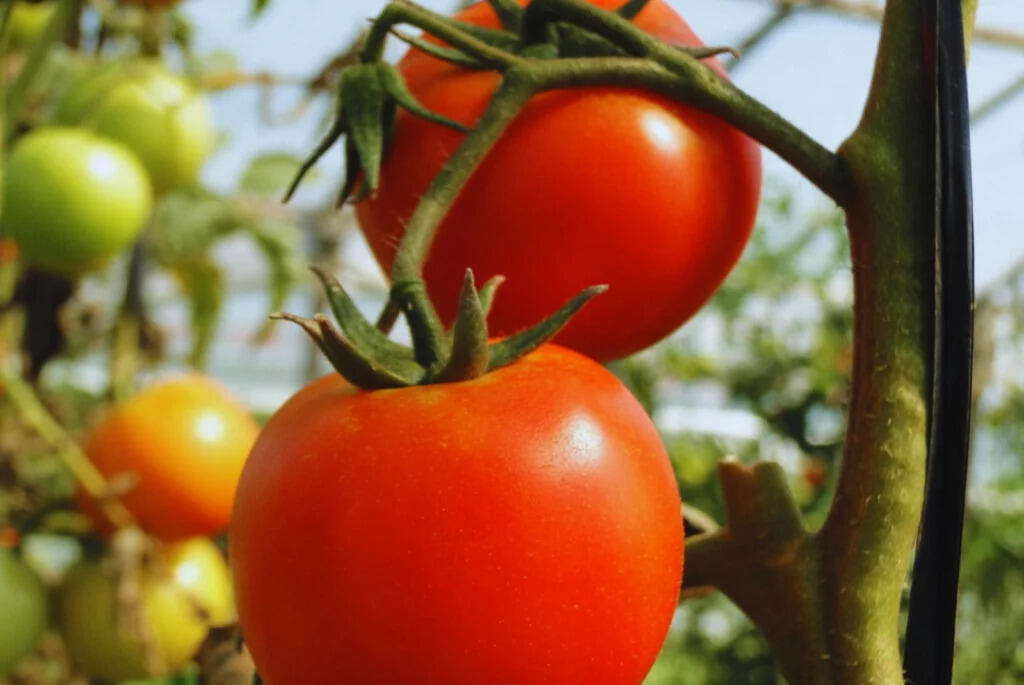 Tomate, nematodos