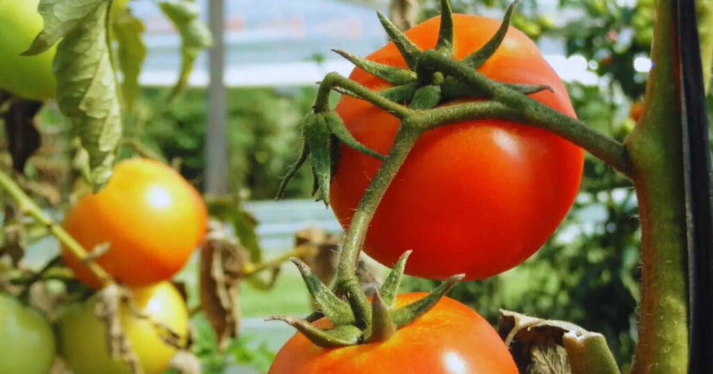 Tomate, nomatodos