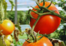 Tomate, nomatodos