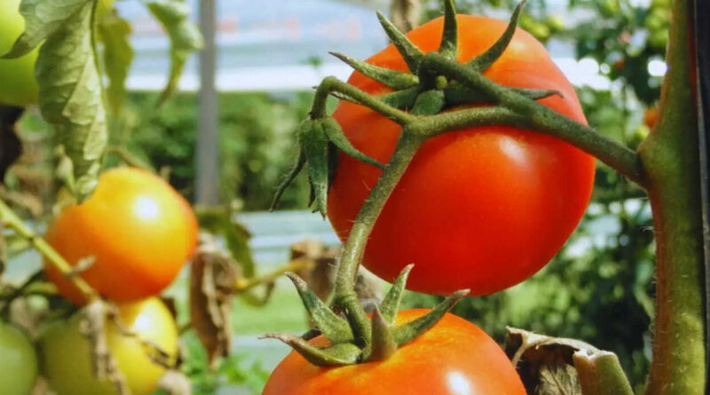 Tomate, nomatodos