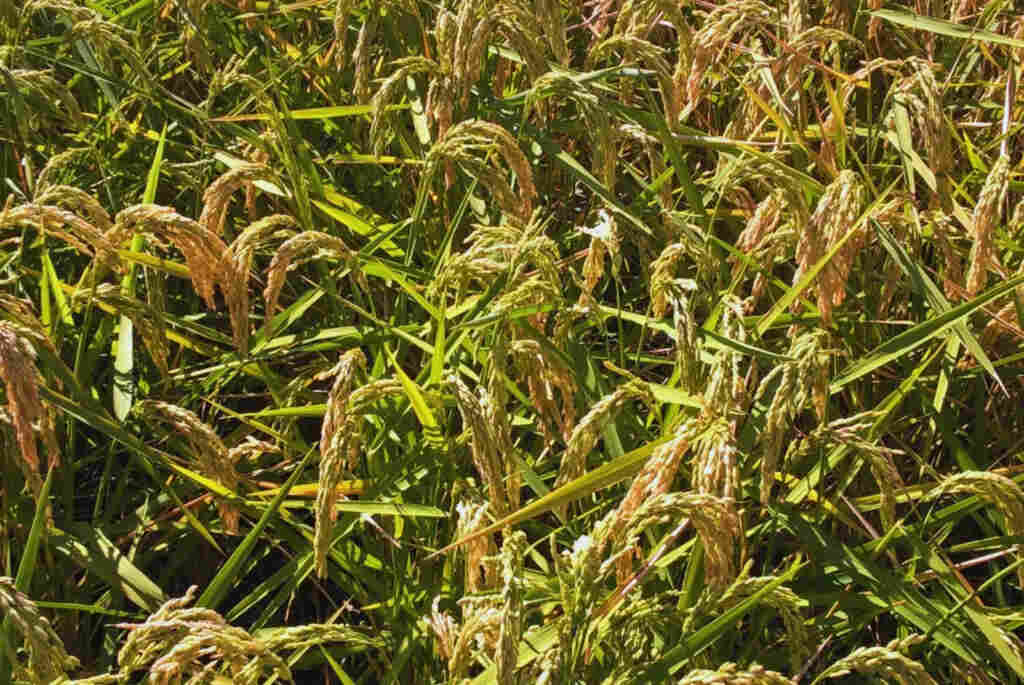 Arroz, virus