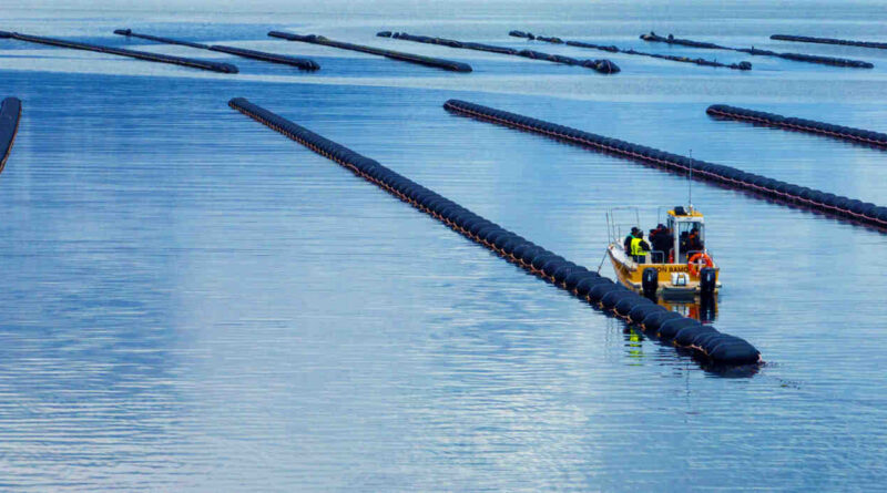 Acuicultura, Tierra del Fuego