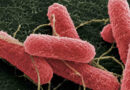 Bacteria