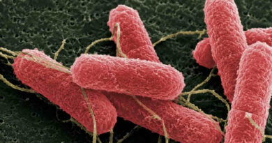 Bacteria