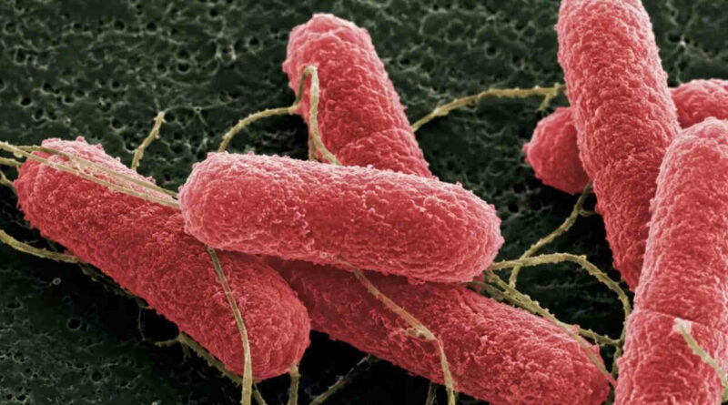 Bacteria