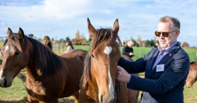 Estados Unidos, Argentina, Caballos, Equinos