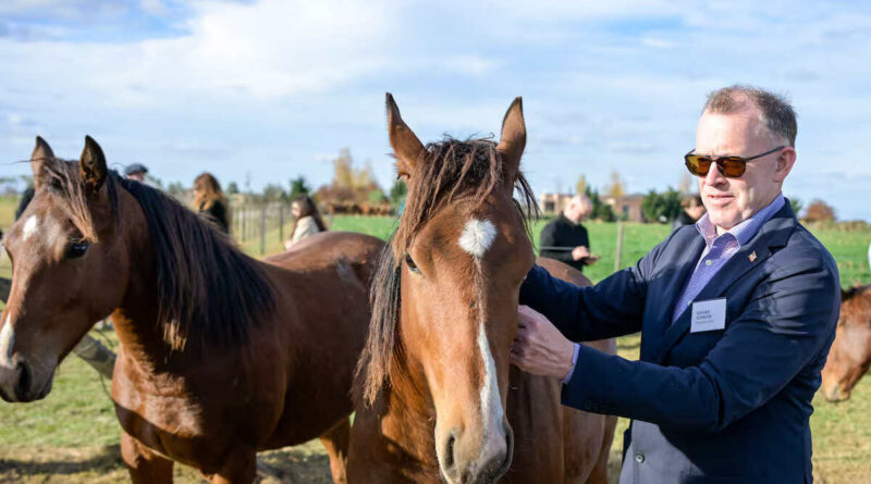 Estados Unidos, Argentina, Caballos, Equinos