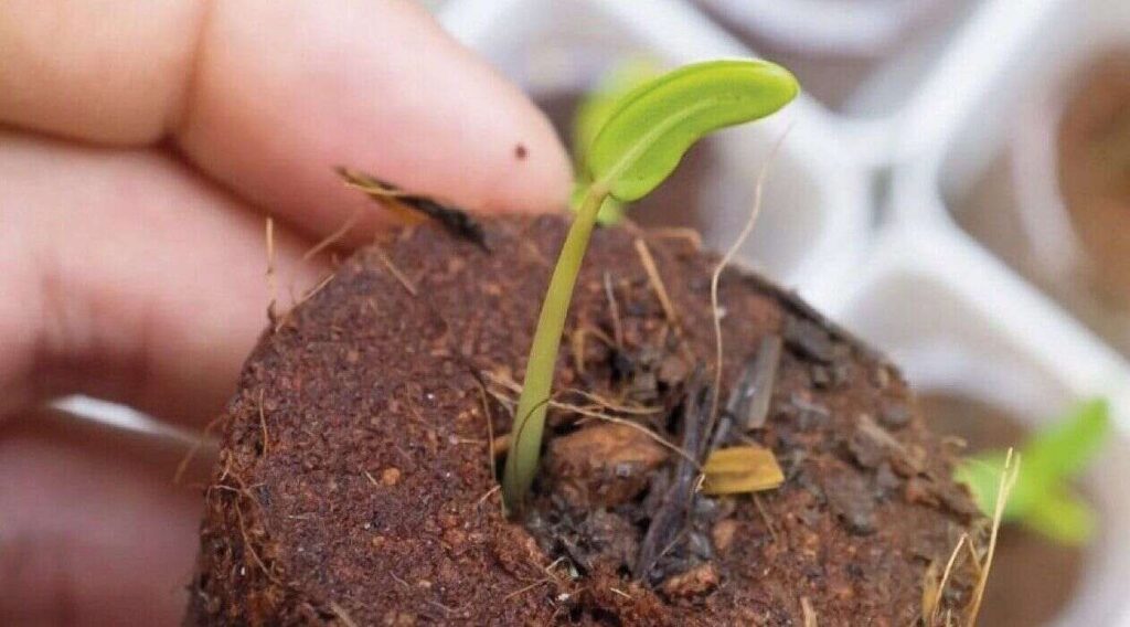 Cannabis Medicinal