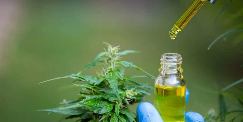 Cannabis Medicinal, Aceite
