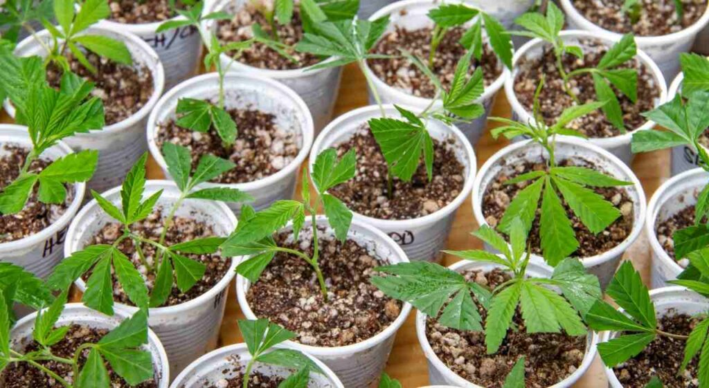 Cannabis Medicinal