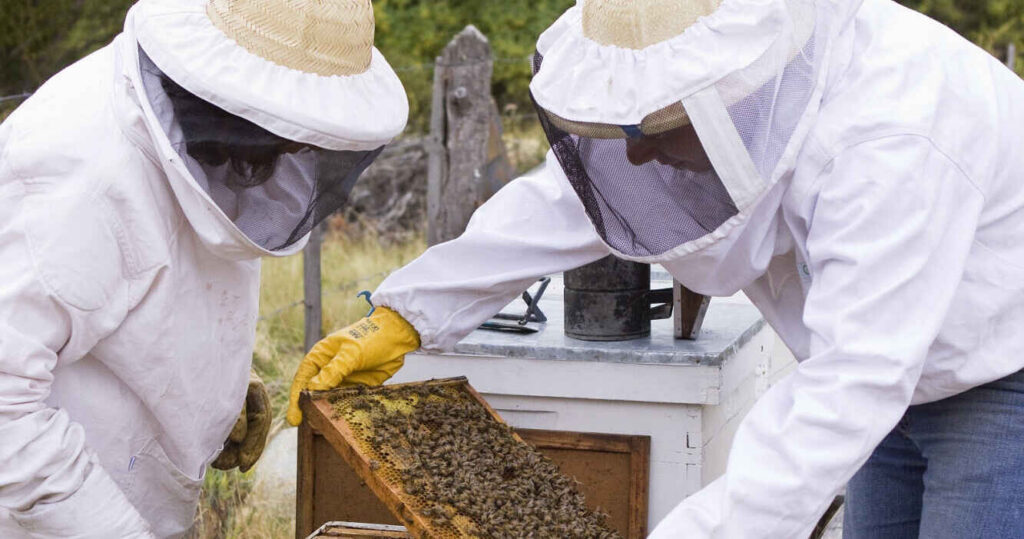 Colmenas, Sector Apícola, Abejas, Miel, Escarabajo