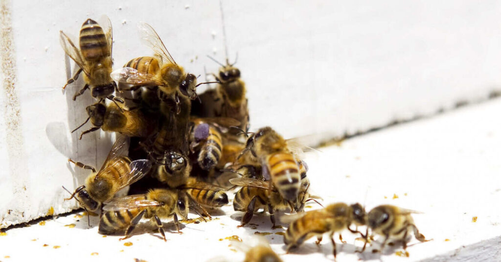 Colmenas, Sector Apícola, Abejas, Miel, Escarabajo