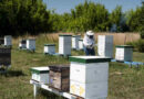 Colmenas, Sector Apícola, Abejas, Miel, Escarabajo