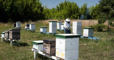 Colmenas, Sector Apícola, Abejas, Miel, Escarabajo