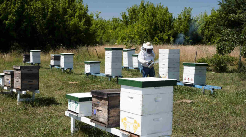 Colmenas, Sector Apícola, Abejas, Miel, Escarabajo