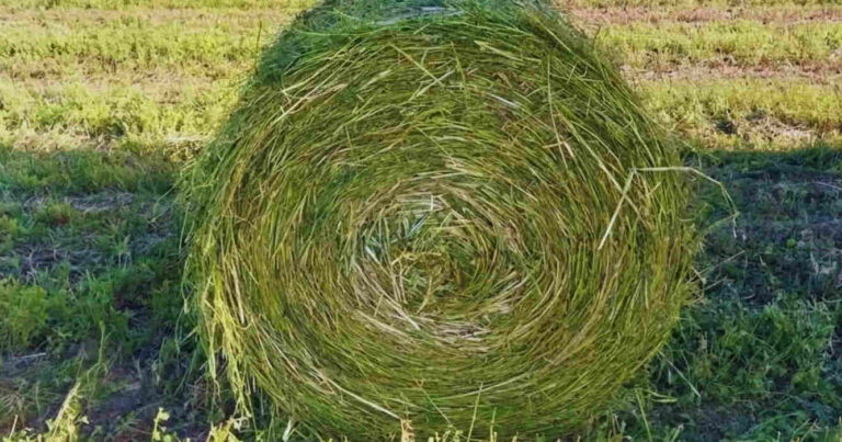 Forraje, Ganadería, Pasto, Verdeos de Invierno