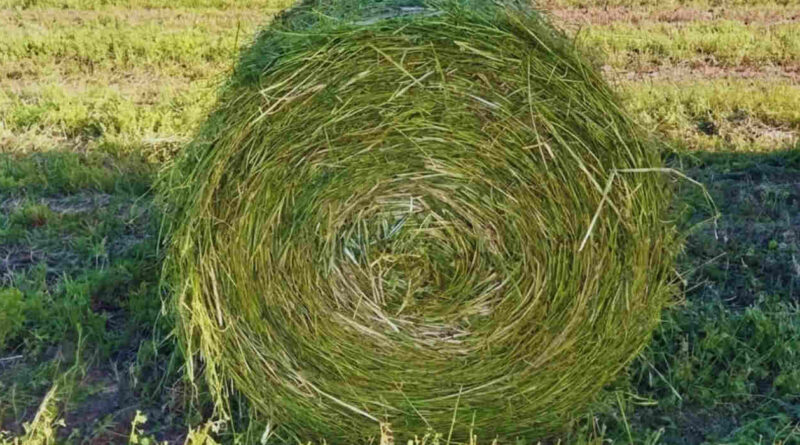 Forraje, Ganadería, Pasto, Verdeos de Invierno