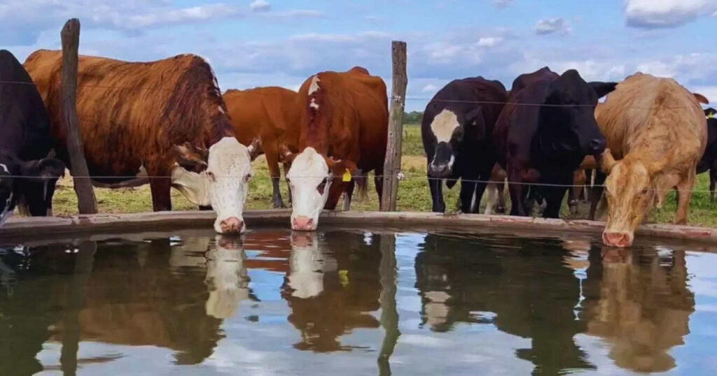 Ganadería, agua
