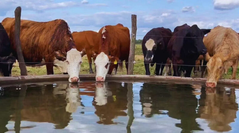 Ganadería, agua