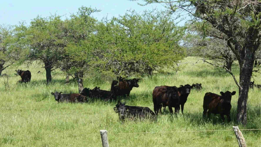 Ganadería, Bosque, Córdoba