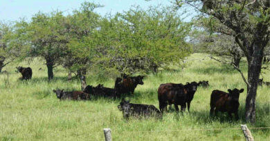 Ganadería, Bosque, Córdoba