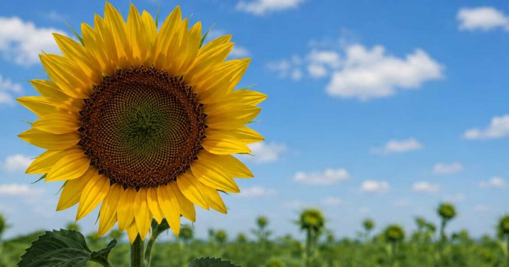Girasol
