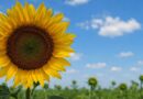 Girasol