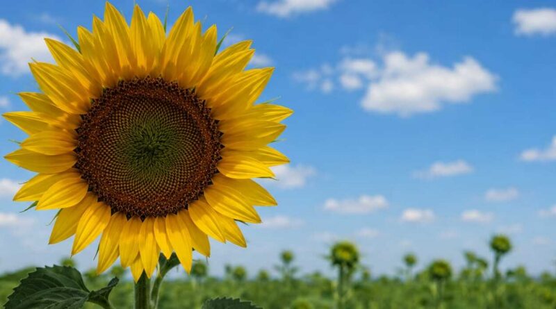Girasol