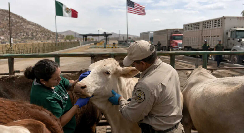 Gusano Barrenador, Ganadería, Estados Unidos, México