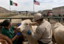 Gusano Barrenador, Ganadería, Estados Unidos, México
