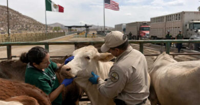 Gusano Barrenador, Ganadería, Estados Unidos, México
