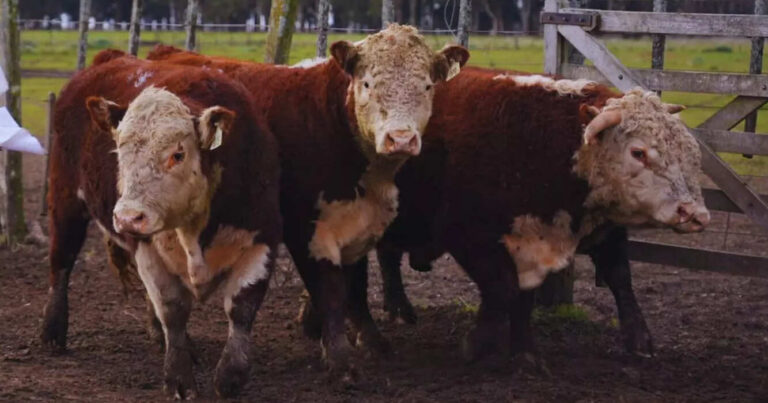 Toros Hereford