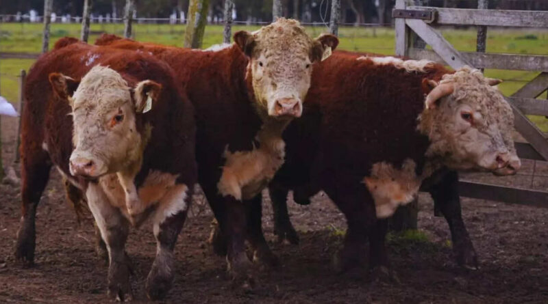 Toros Hereford