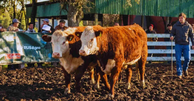 Ganadería, Hereford, INTA, Genética