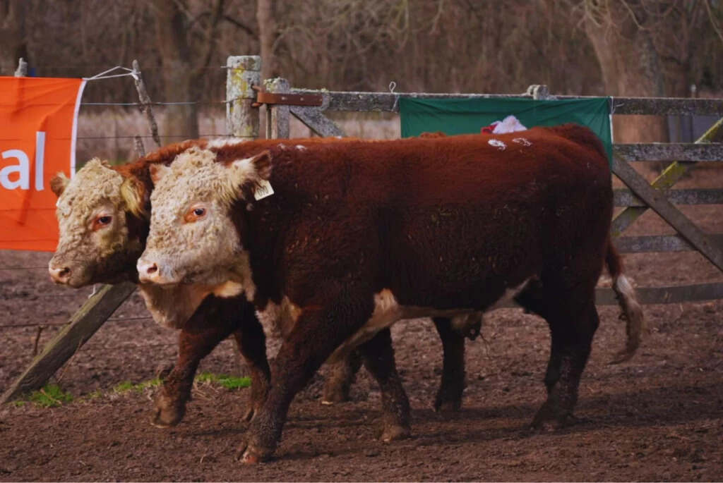 Toros Hereford