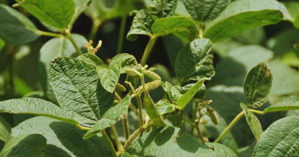 INTA, Agricultura, Nitrógeno