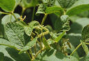 INTA, Agricultura, Nitrógeno