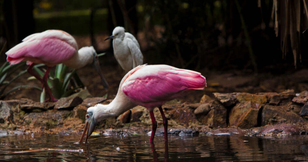 Influenza Aviar, Aves Silvestres