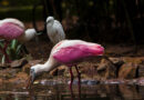 Influenza Aviar, Aves Silvestres