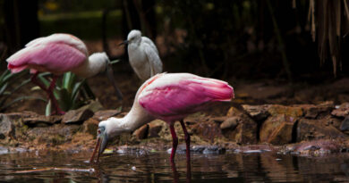 Influenza Aviar, Aves Silvestres